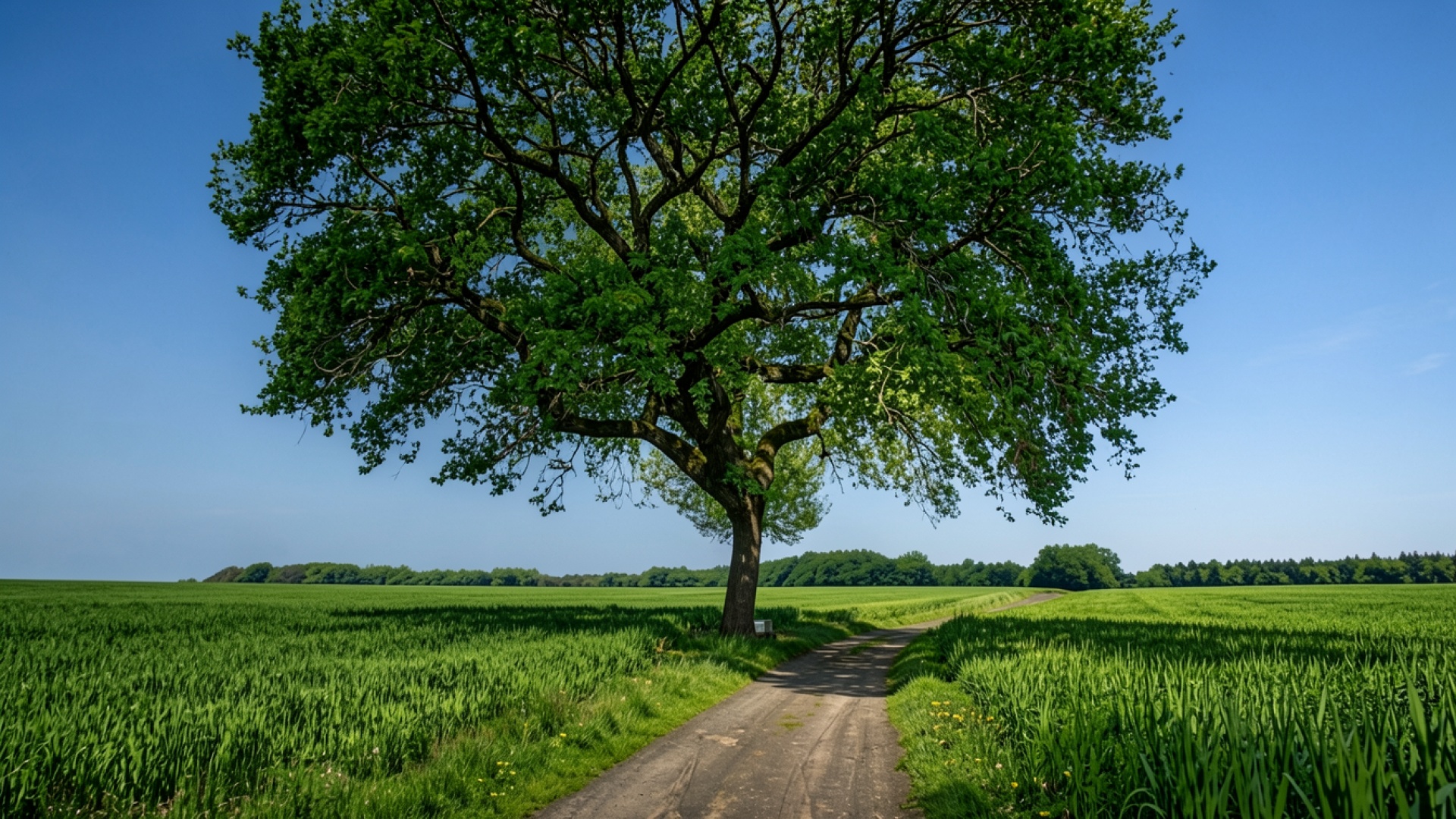 Одинокий зеленый дуб у сельской дороги