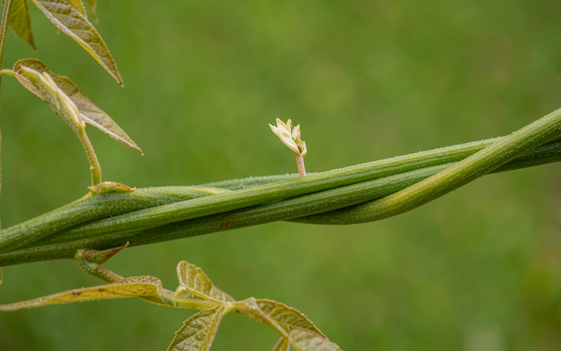 Зеленый переплетенный стебель растения с молодым ростком