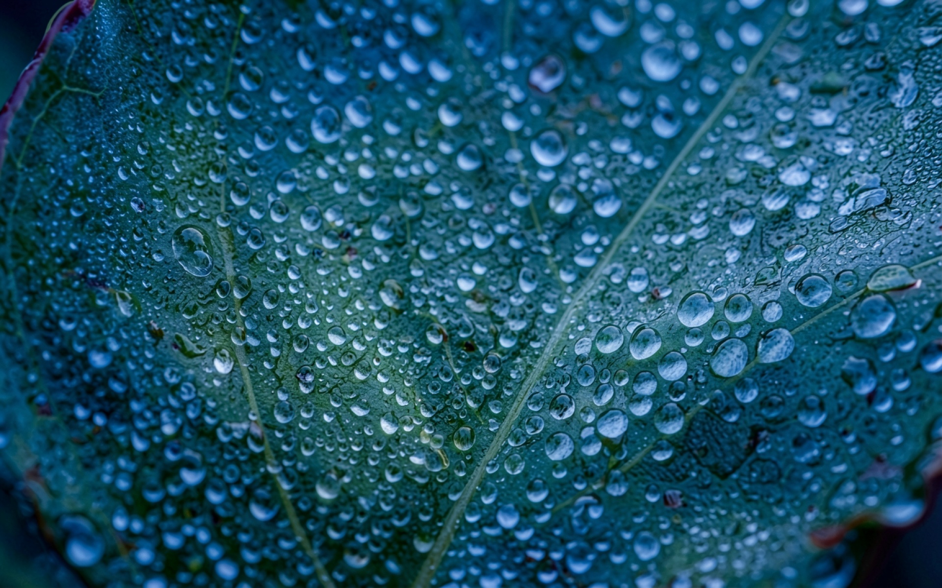 Капли росы на темно-зеленом листе макро