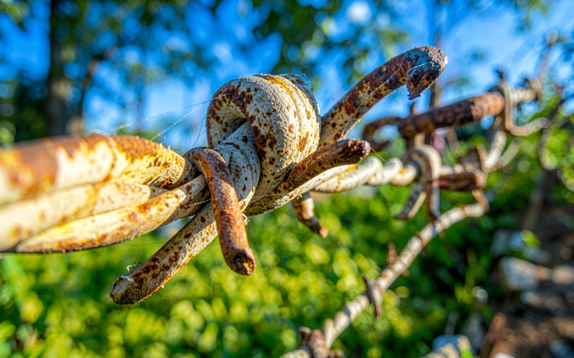 Ржавая колючая проволока на фоне зеленого сада