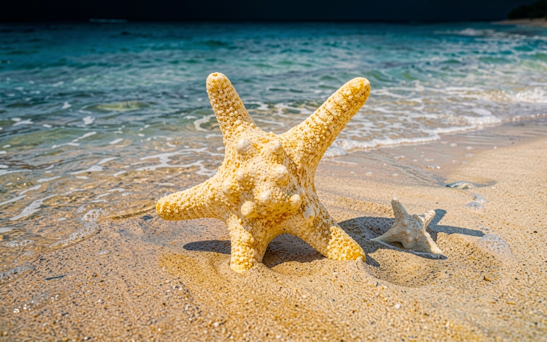 Желтая морская звезда на песчаном пляже