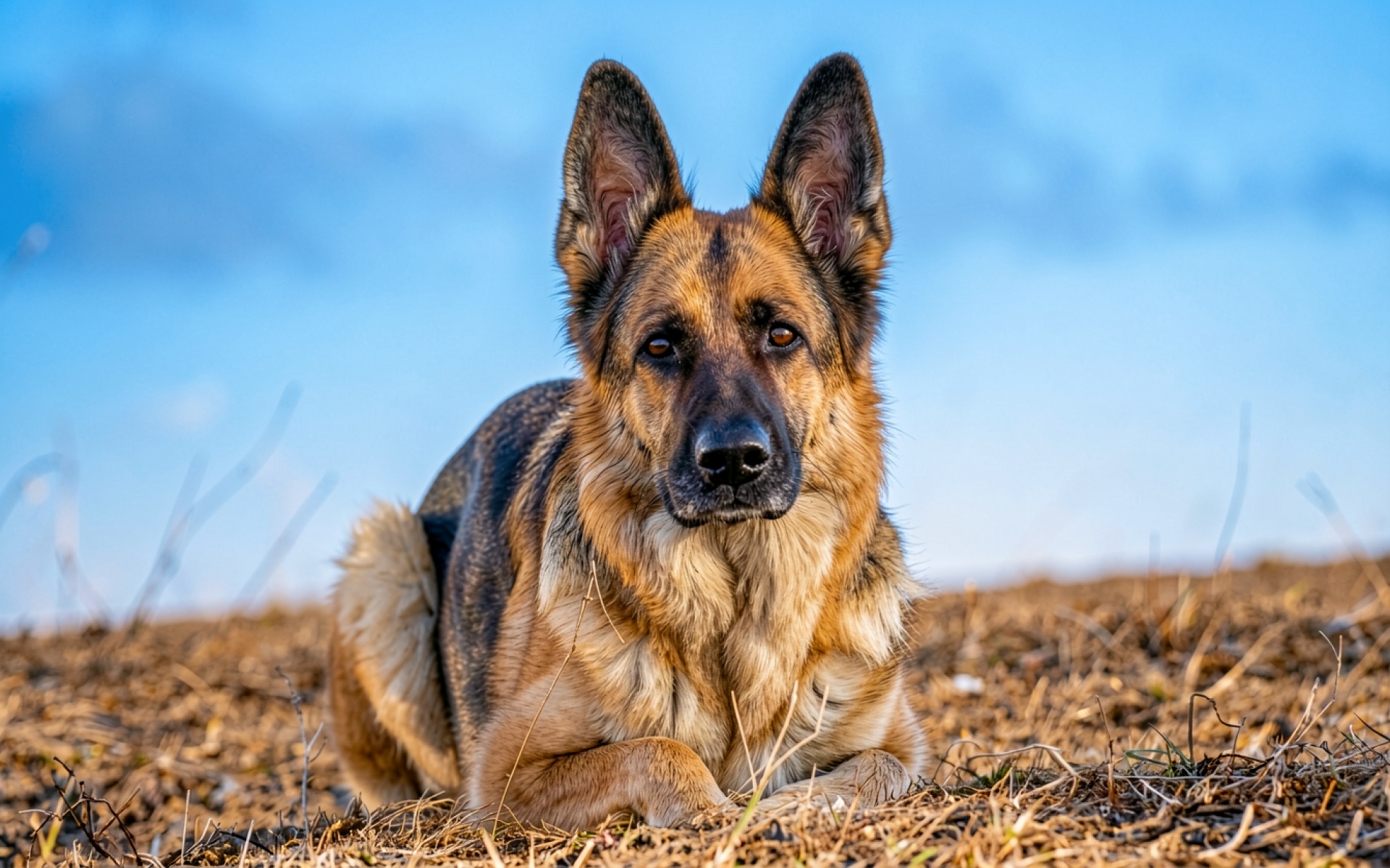 Немецкая овчарка рыжего цвета на поле