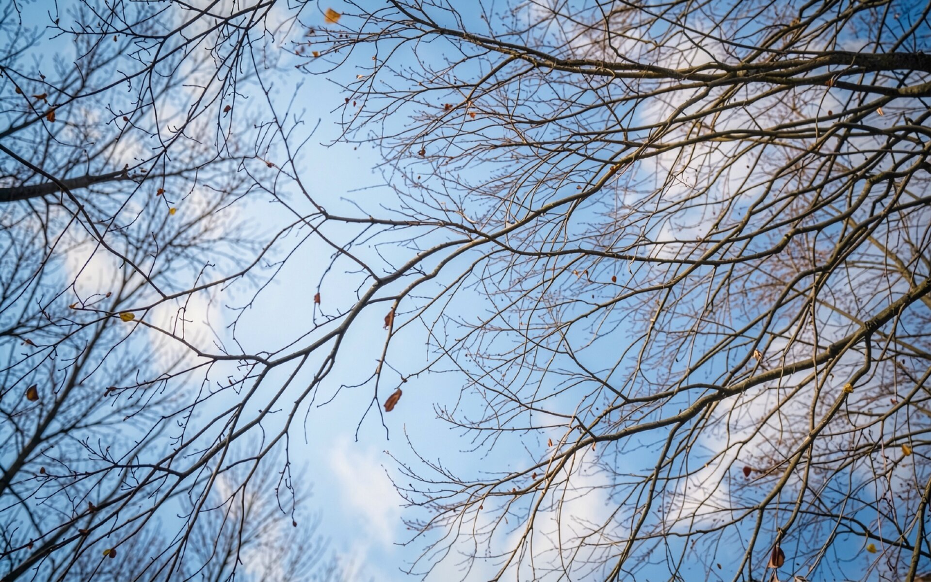 Голые ветви деревьев на фоне голубого неба