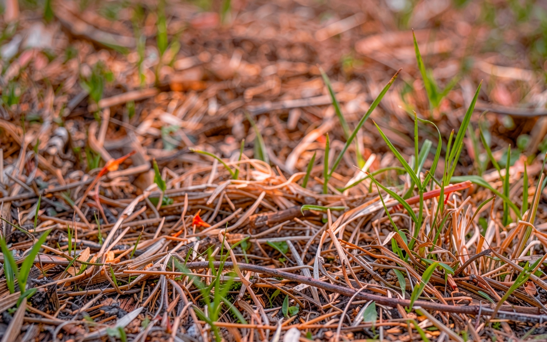 Молодая зеленая трава на сухом коричневом фоне