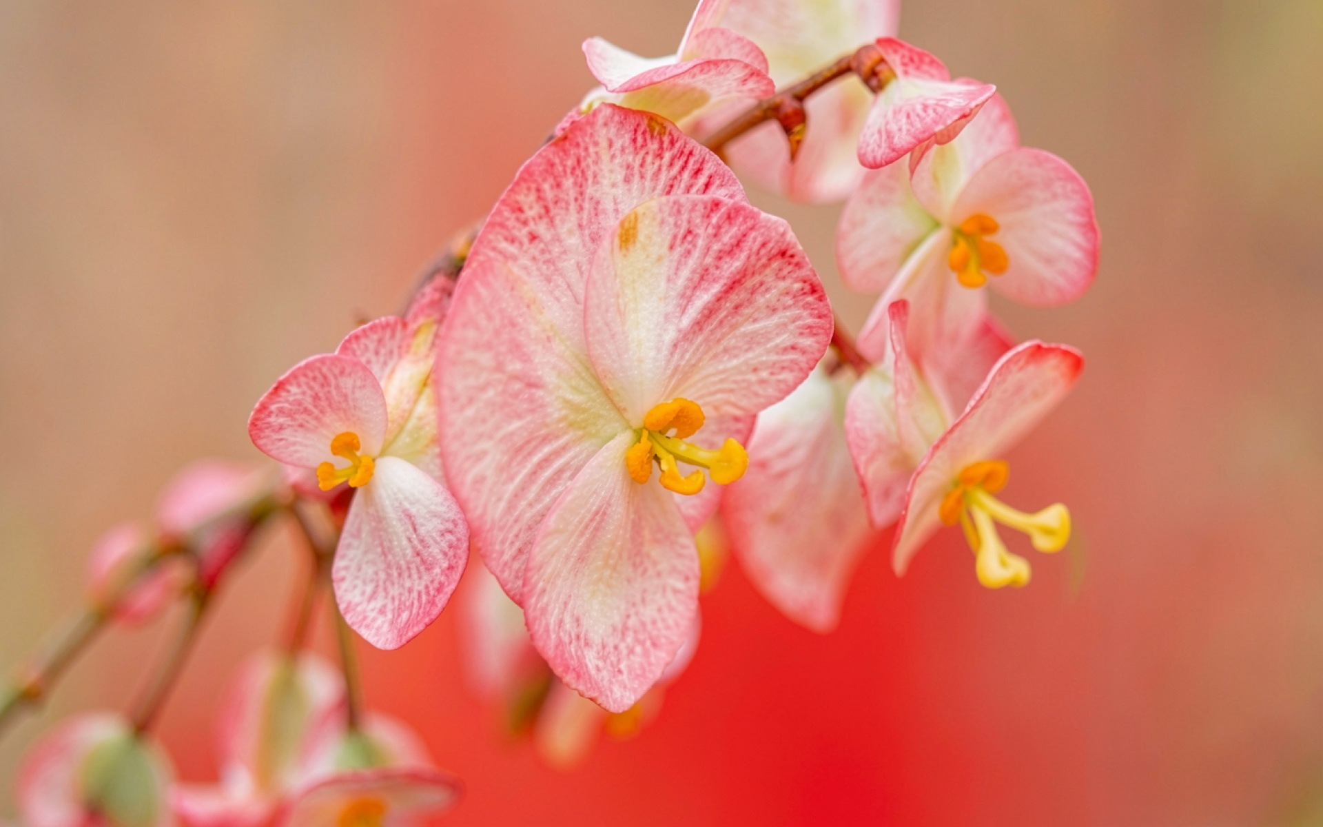 Розовые цветы бегонии в мягком дневном свете
