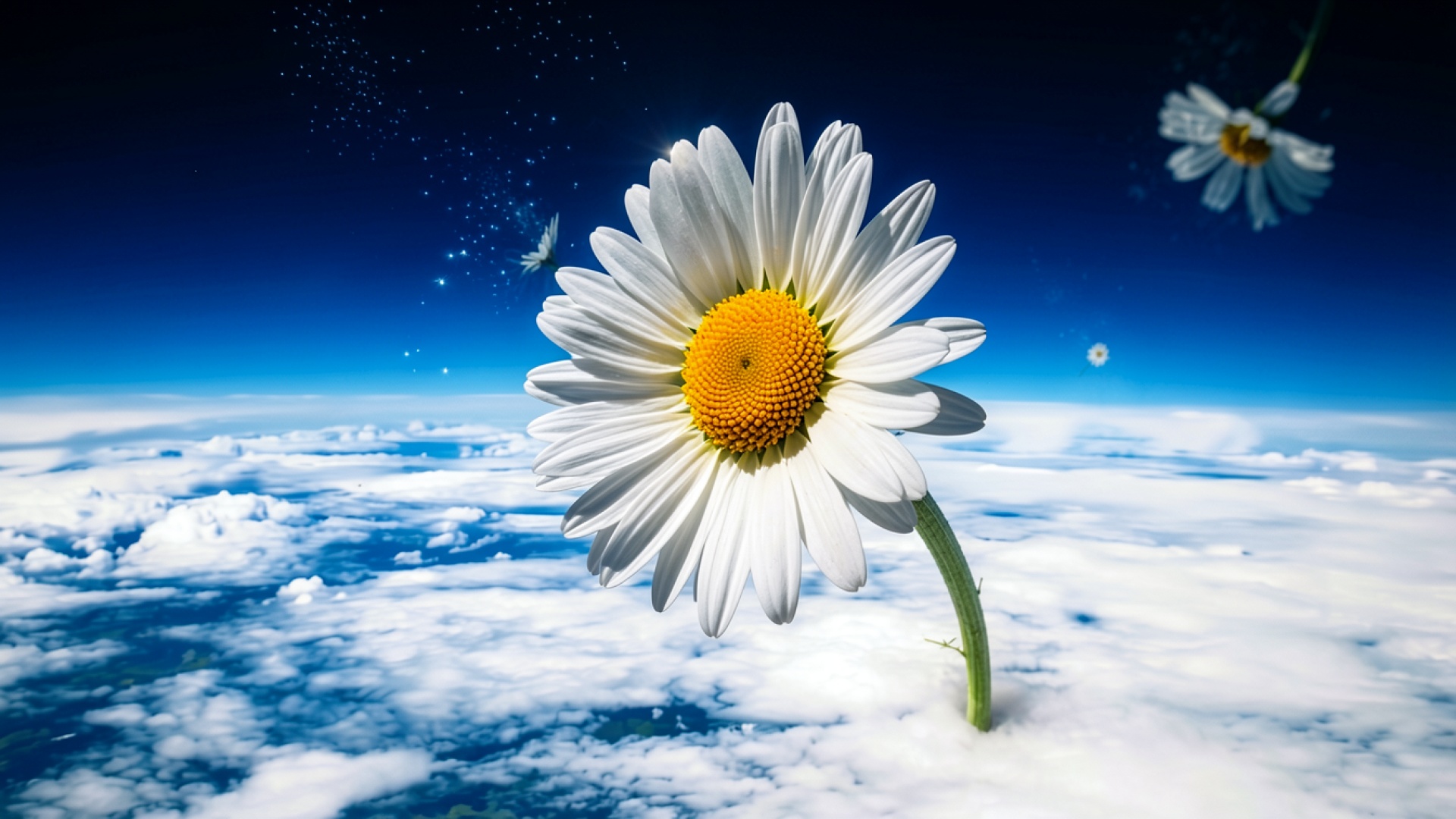 Белый цветок ромашки в синем небе над облаками