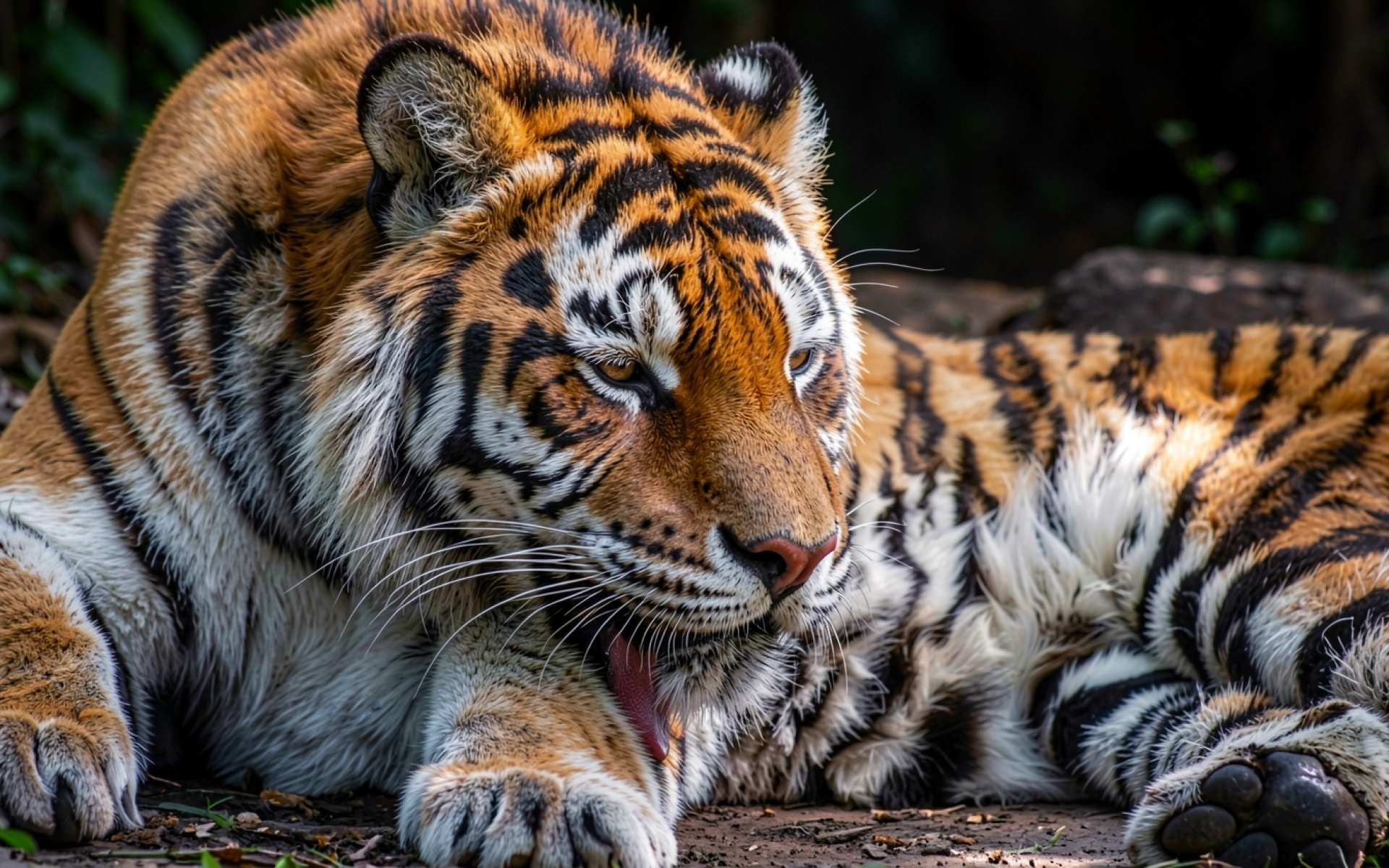 Бенгальский тигр в тени тропического леса