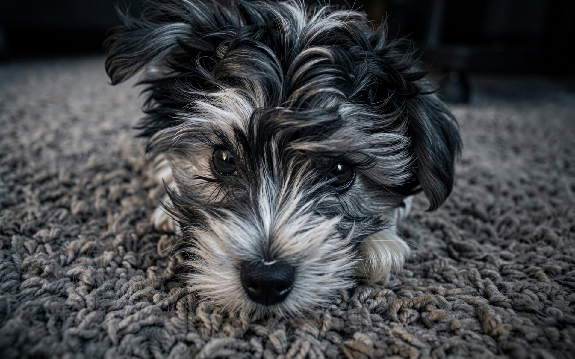 Щенок йоркширского терьера на сером ковре