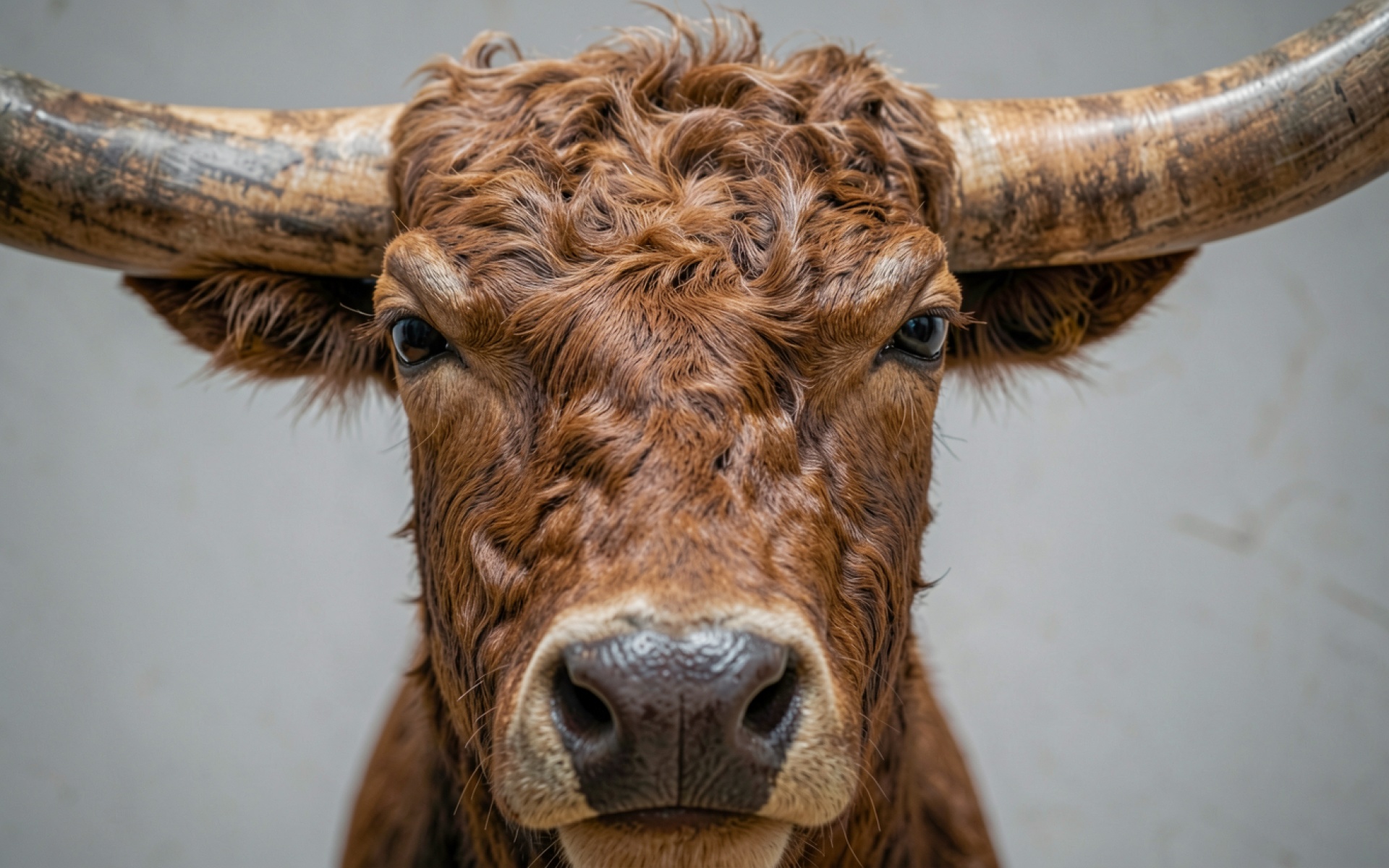 Шотландский высокогорный бык рыжего цвета крупный план