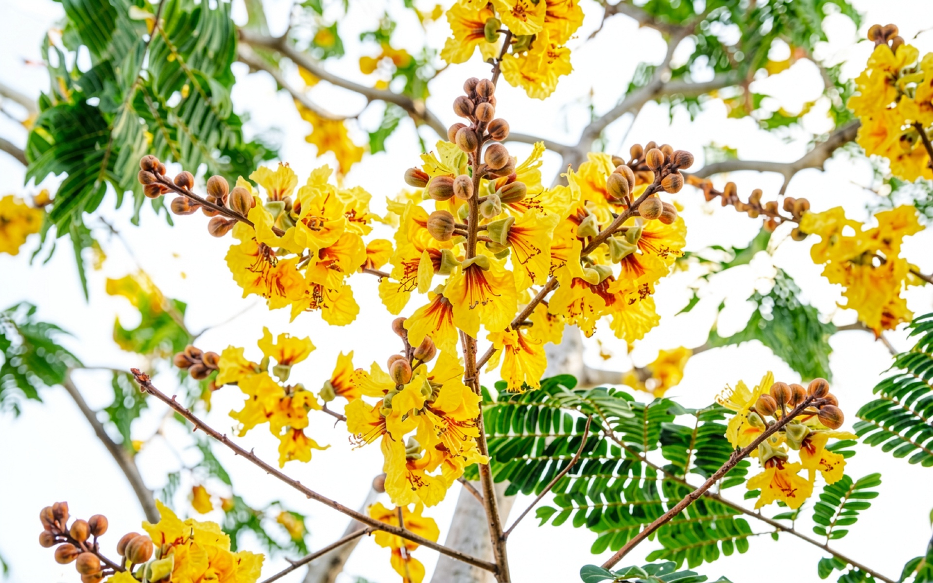 Желтые цветы дерева тамаринда на светлом фоне