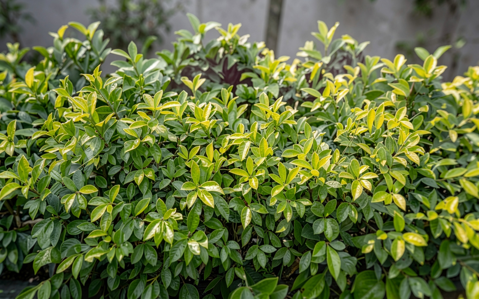 Зеленый кустарник с желтыми листьями в саду