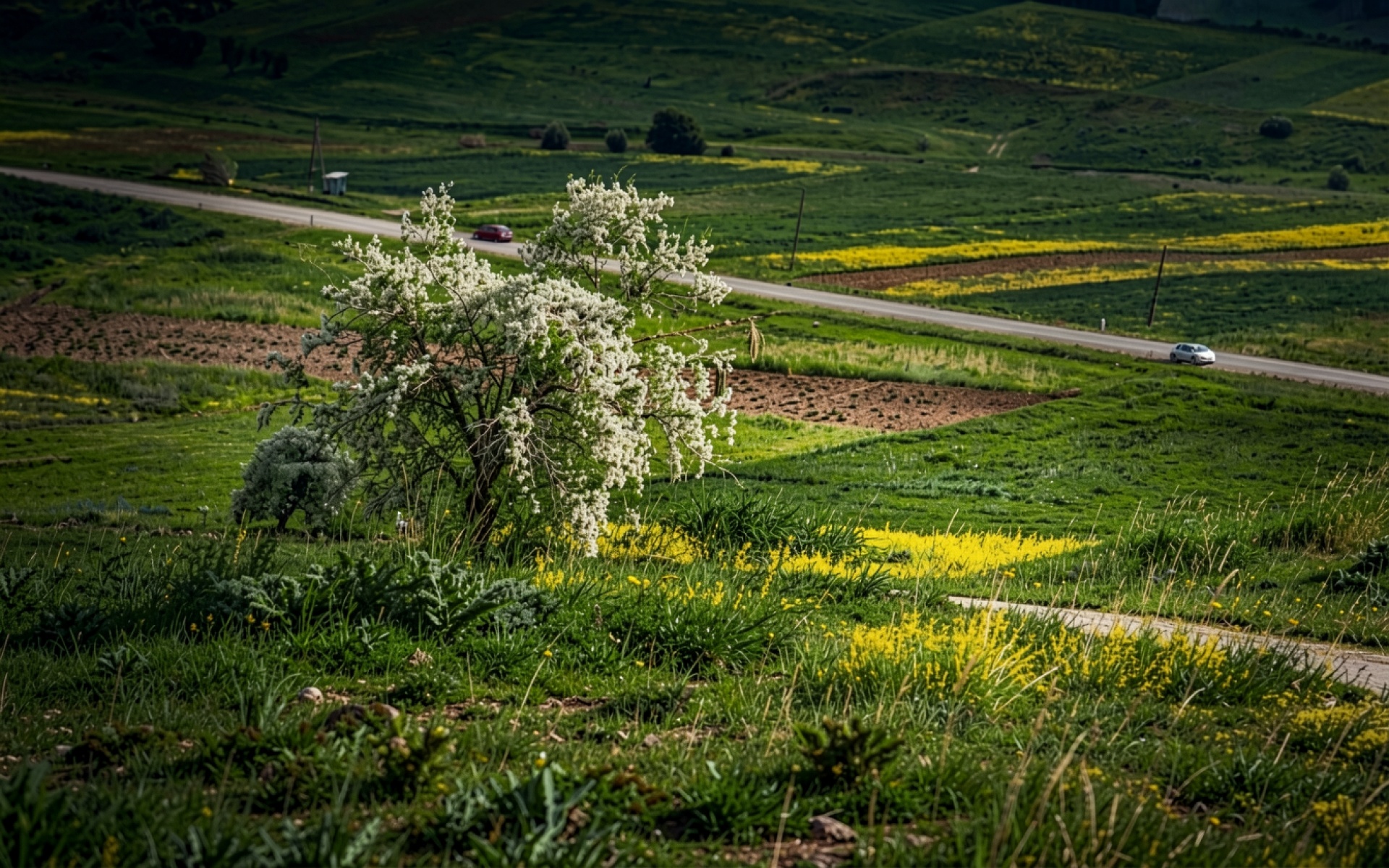 Цветущее белое дерево в зеленом холмистом пейзаже
