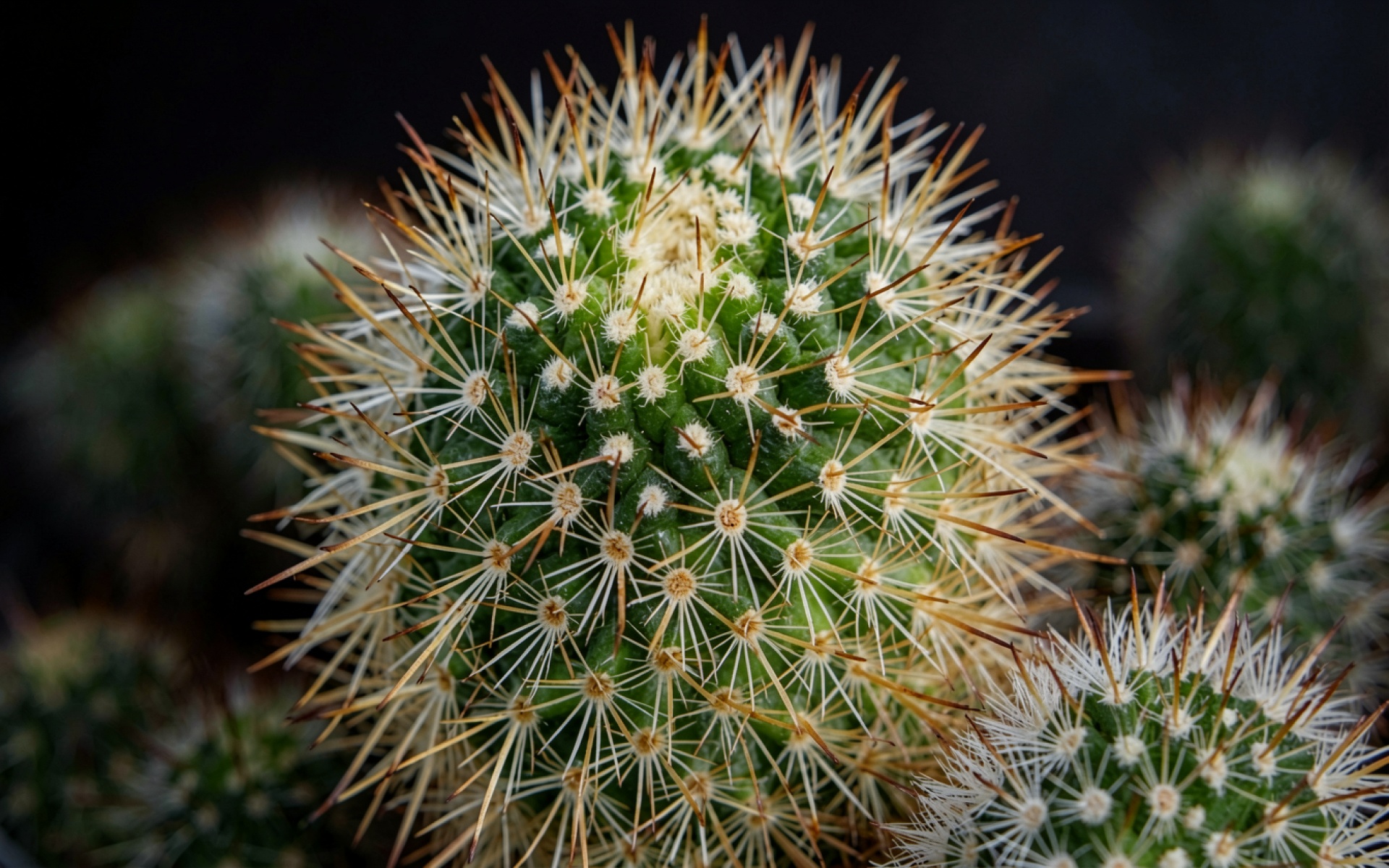 Зеленый кактус с белыми колючками темный фон