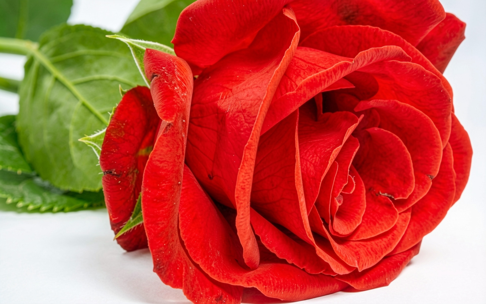 Красная роза с зелеными листьями на белом