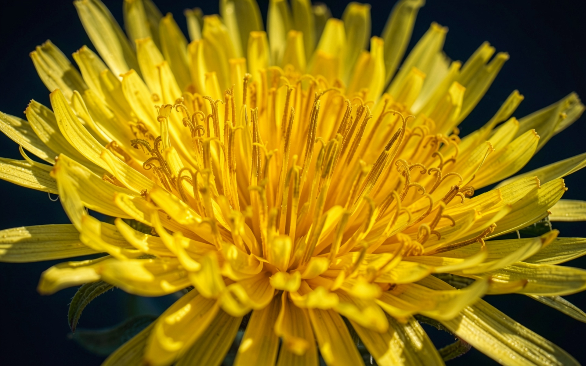 Желтый одуванчик крупным планом на черном фоне