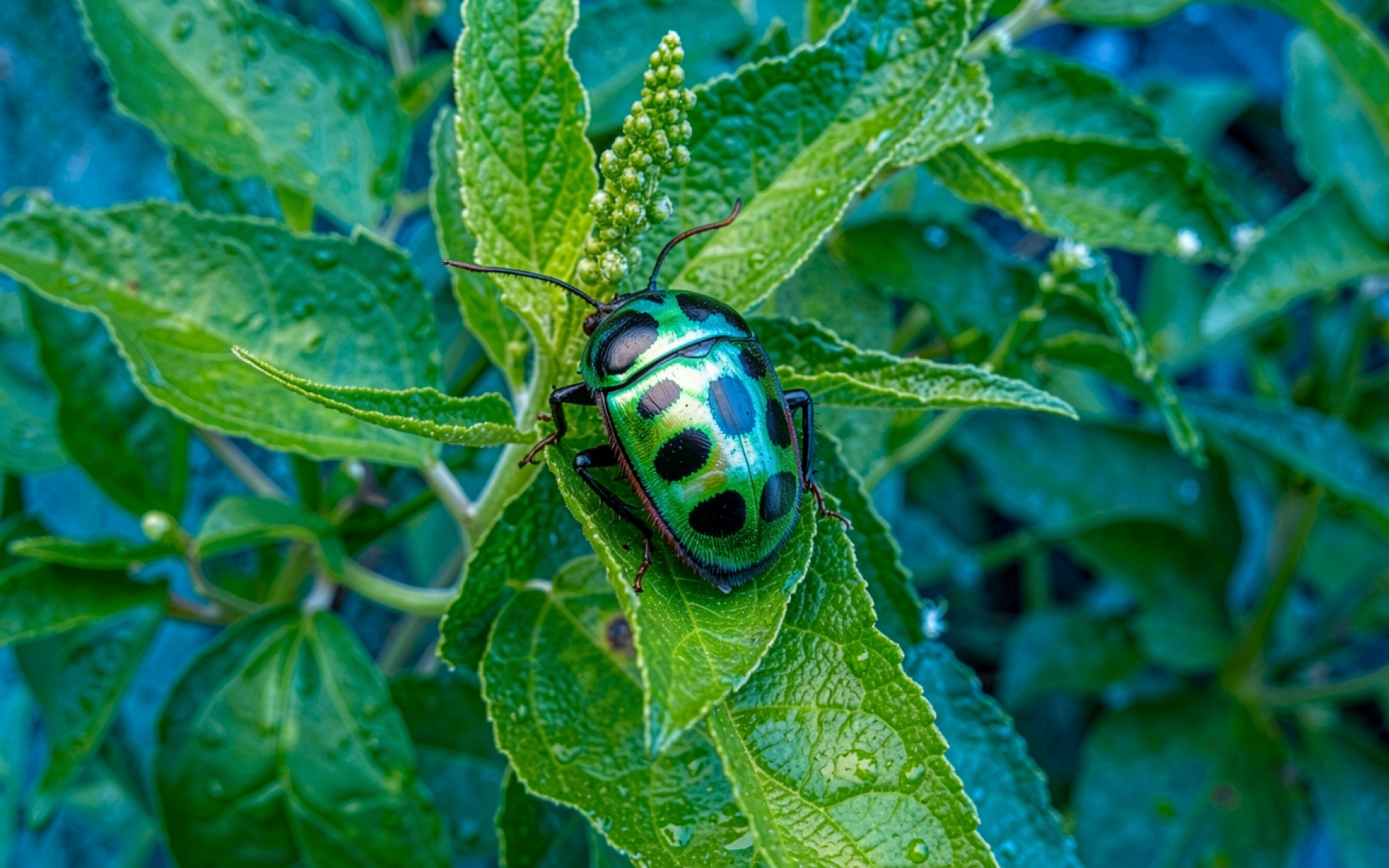 Зеленый жук с черными пятнами на листе
