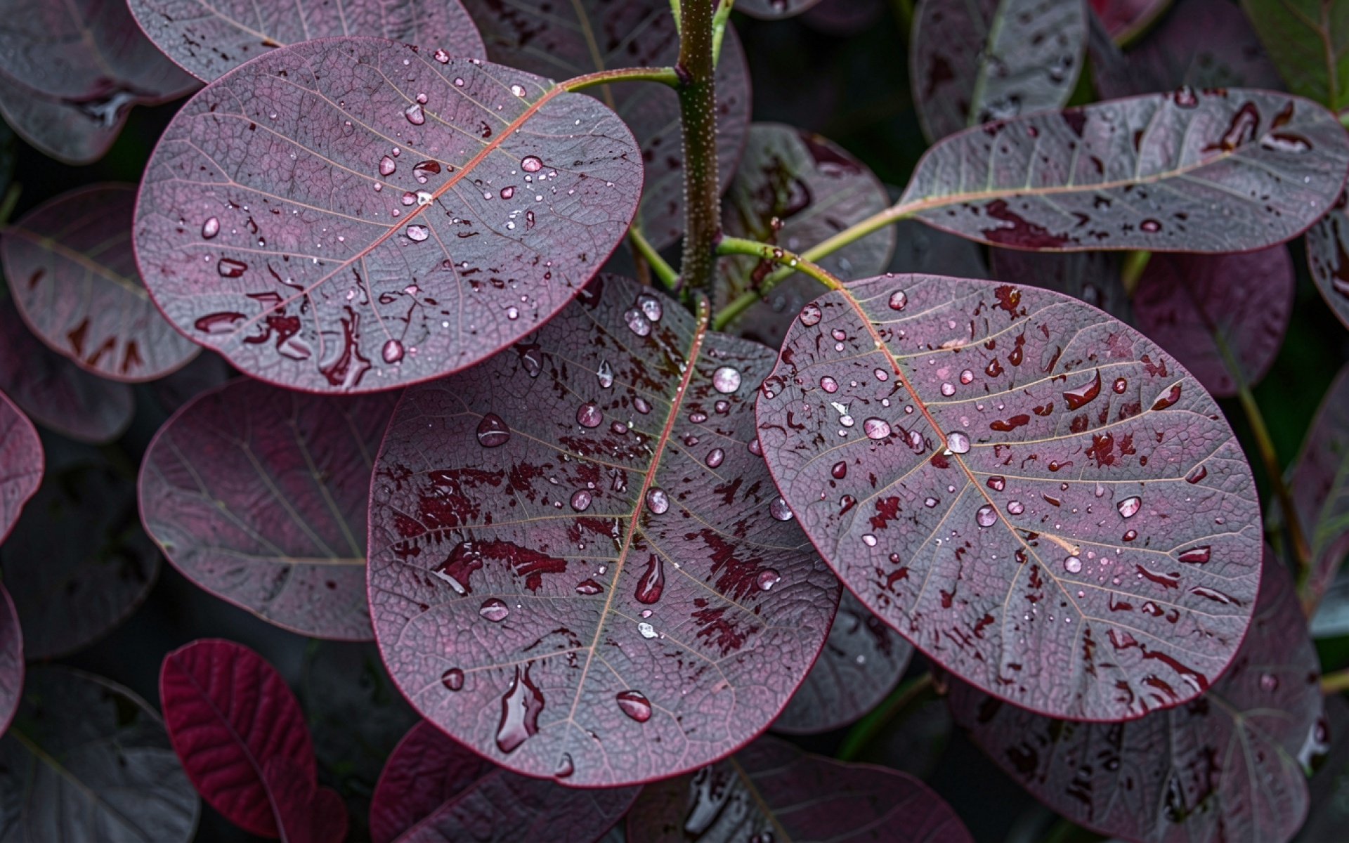 Пурпурные листья с каплями росы макро