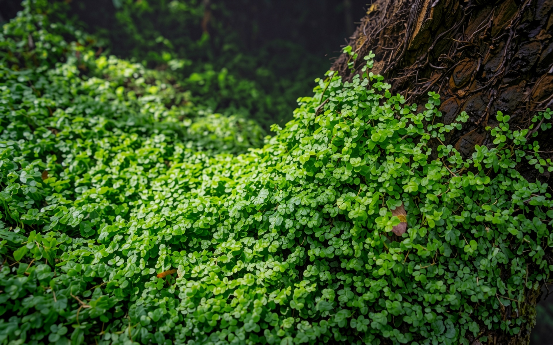 Зеленый мох на темной коре дерева