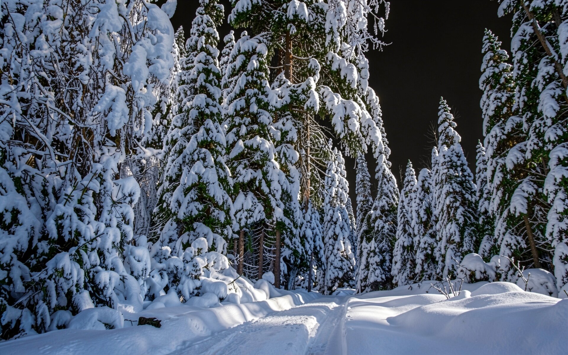 Заснеженный хвойный лес в зимнем утреннем свете