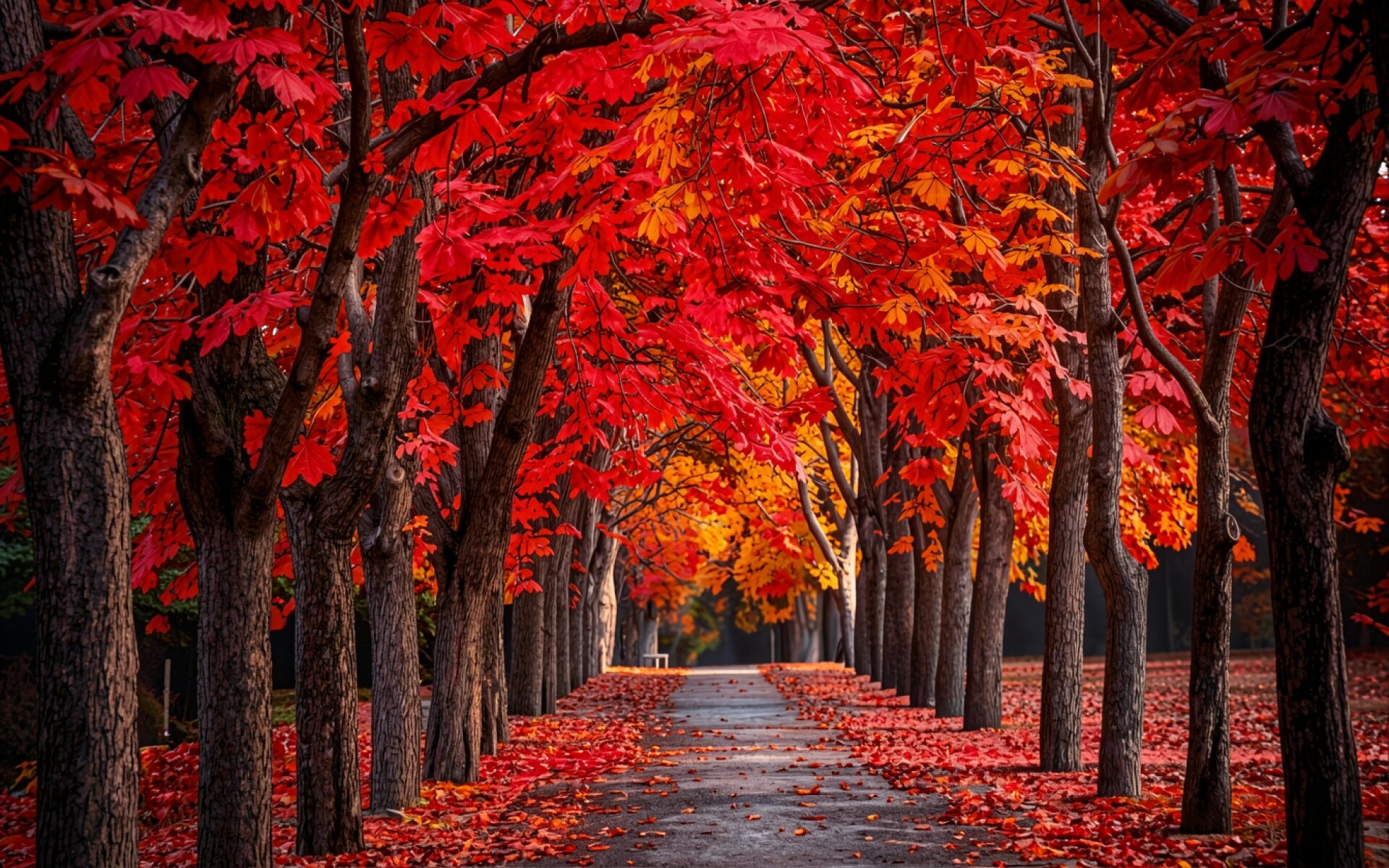 Осенняя аллея с красными кленами в парке