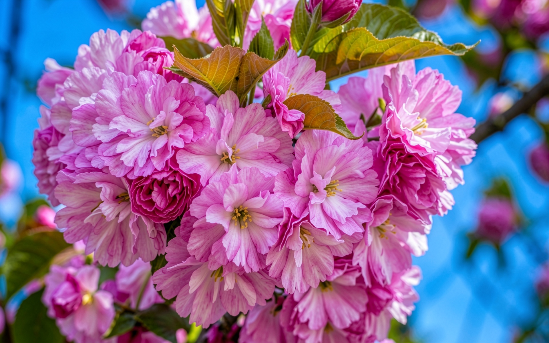 Розовые цветы сакуры на голубом фоне