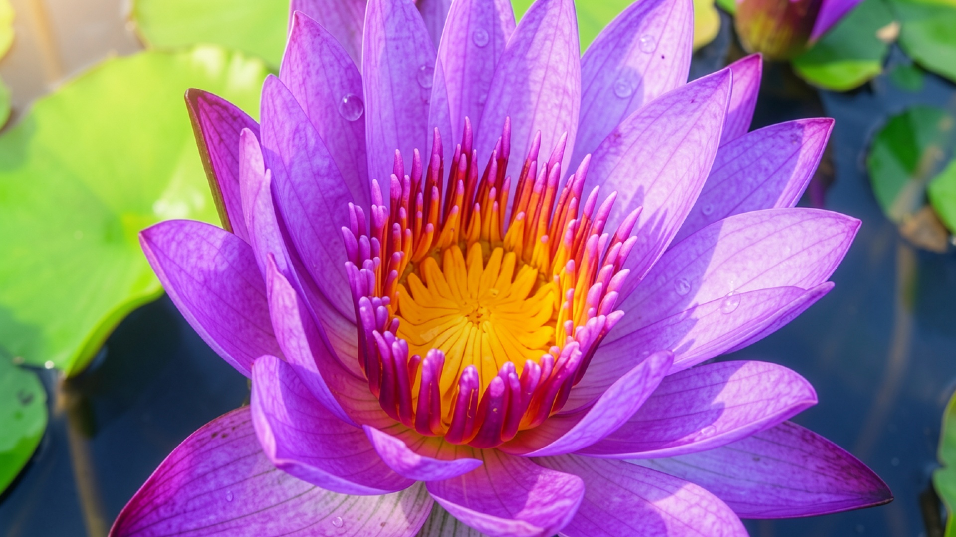 Фиолетовый лотос с каплями росы в пруду