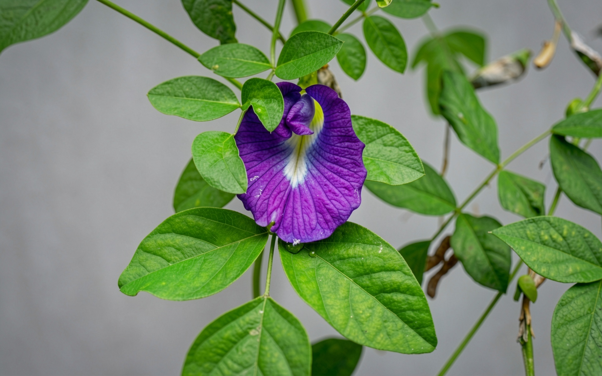 Фиолетовый цветок клитории на фоне зеленых листьев