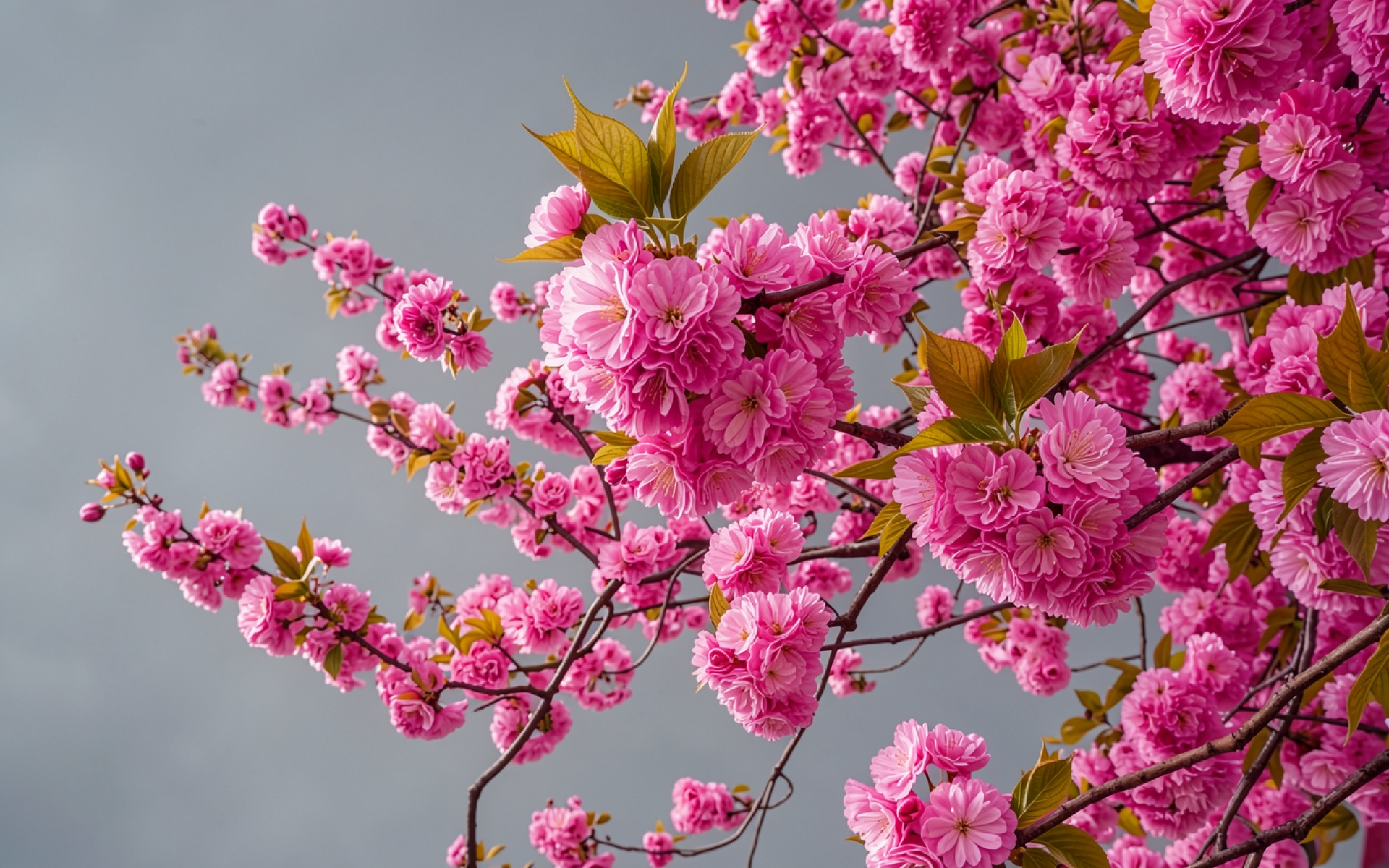 Цветущая японская вишня розового цвета на сером фоне
