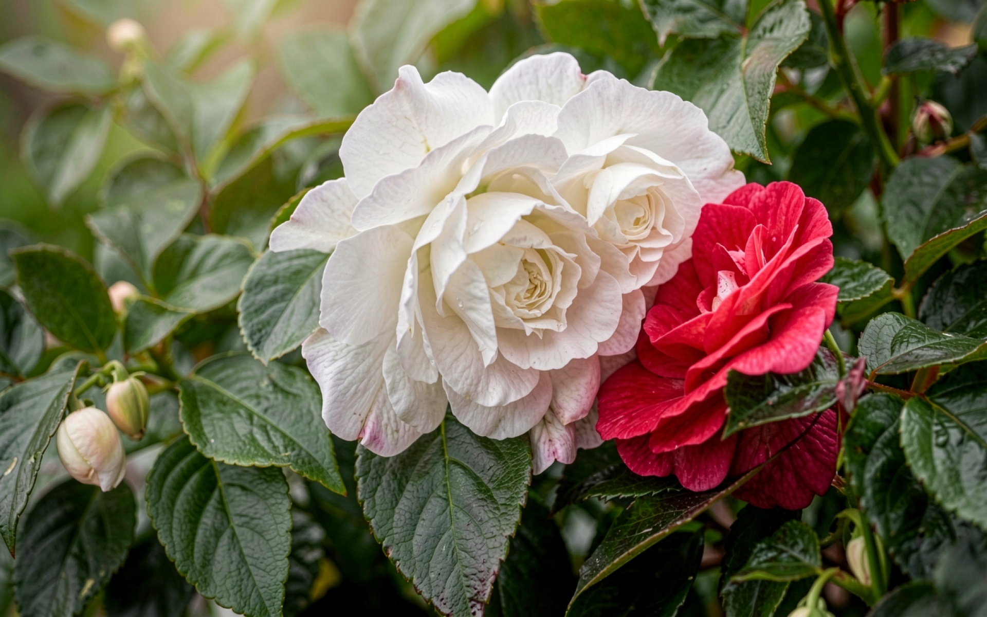 Белые и красные розы в зеленом саду