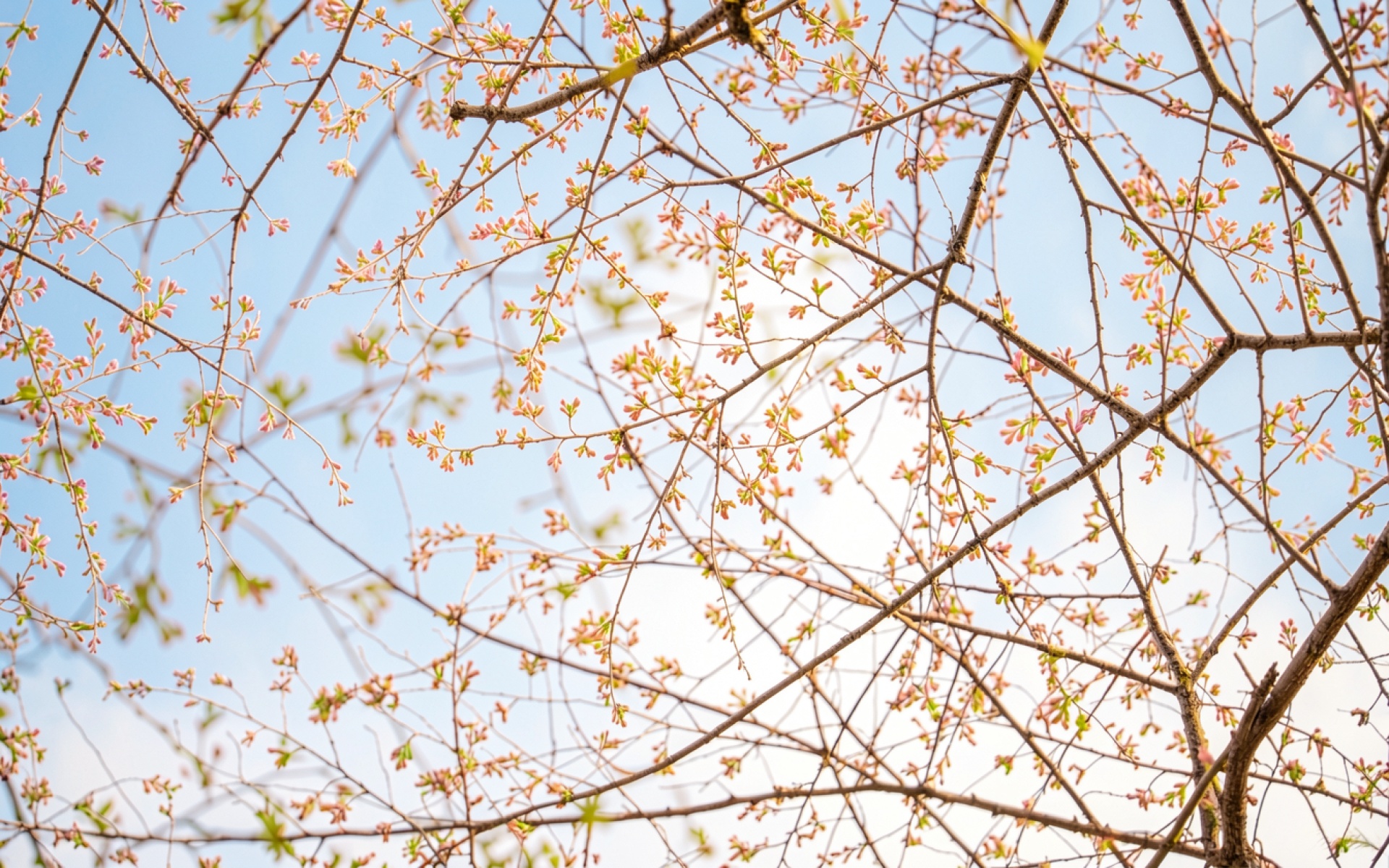 Ветви дерева с розовыми почками на фоне голубого неба