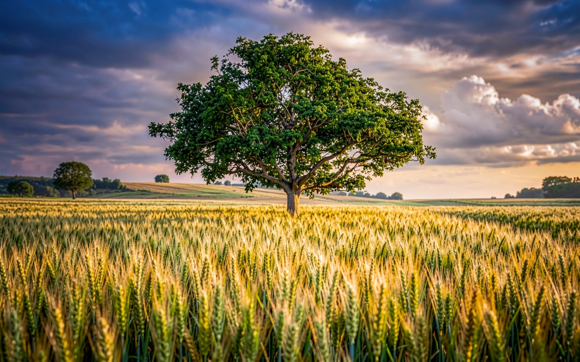 Одинокое зеленое дерево в золотом пшеничном поле