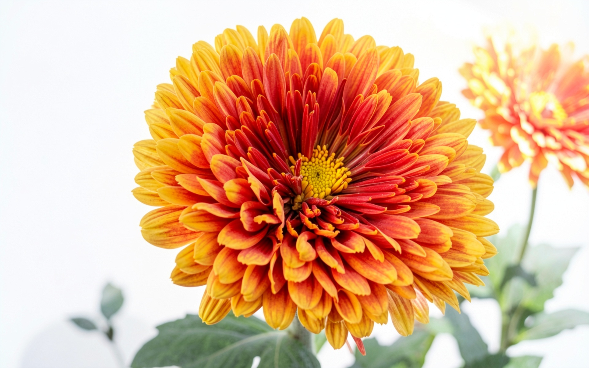 Оранжевая хризантема на белом фоне в макросъемке