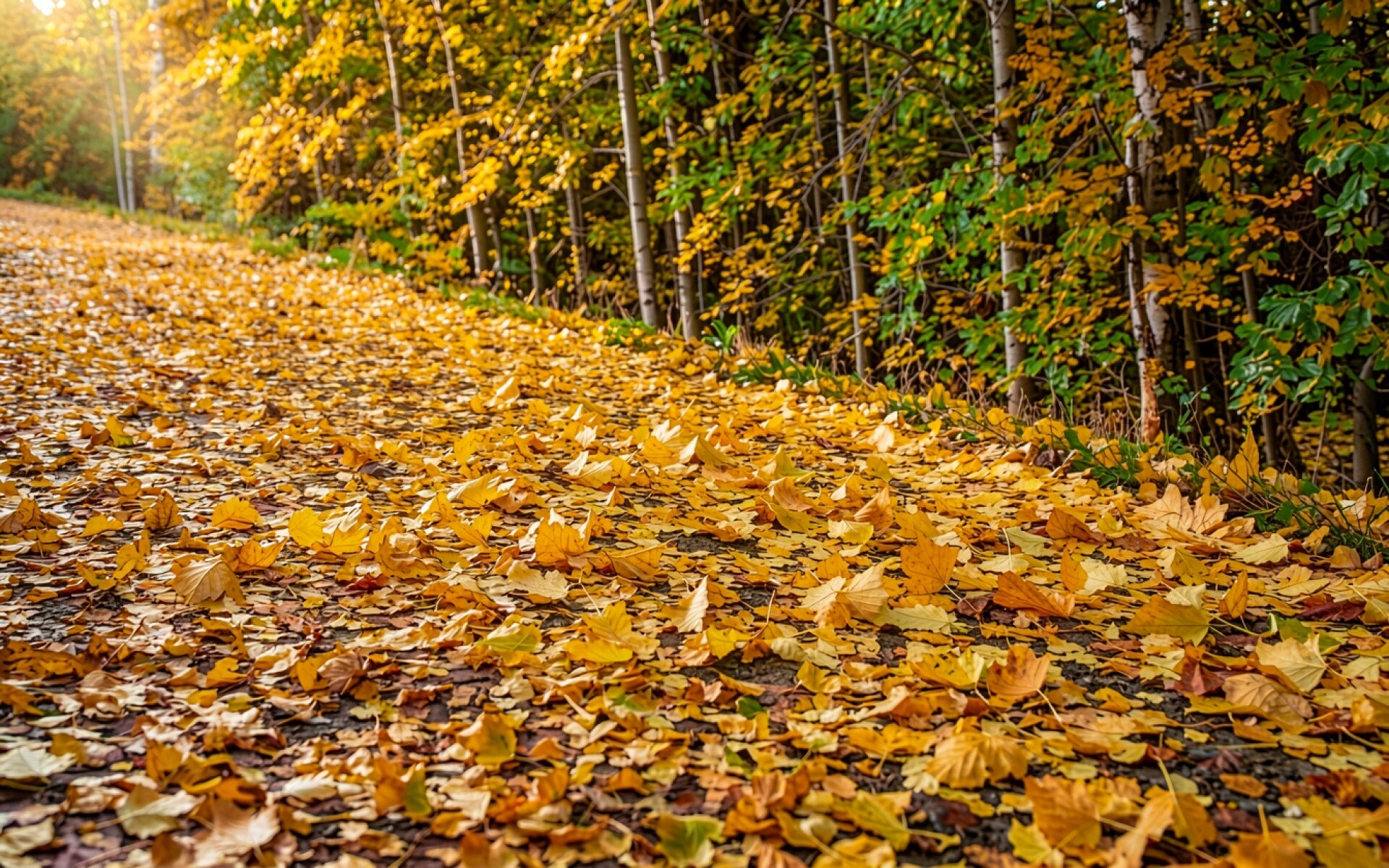 Осенний лес с желтыми листьями на дороге