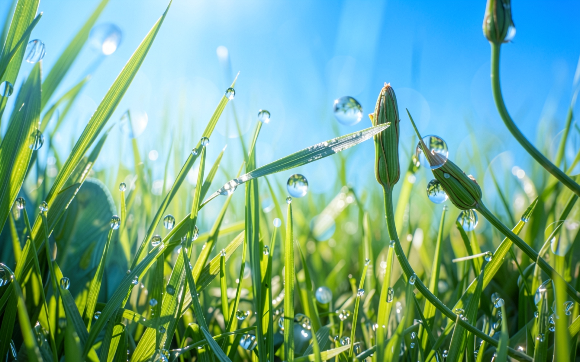 Капли росы на зеленой траве утром