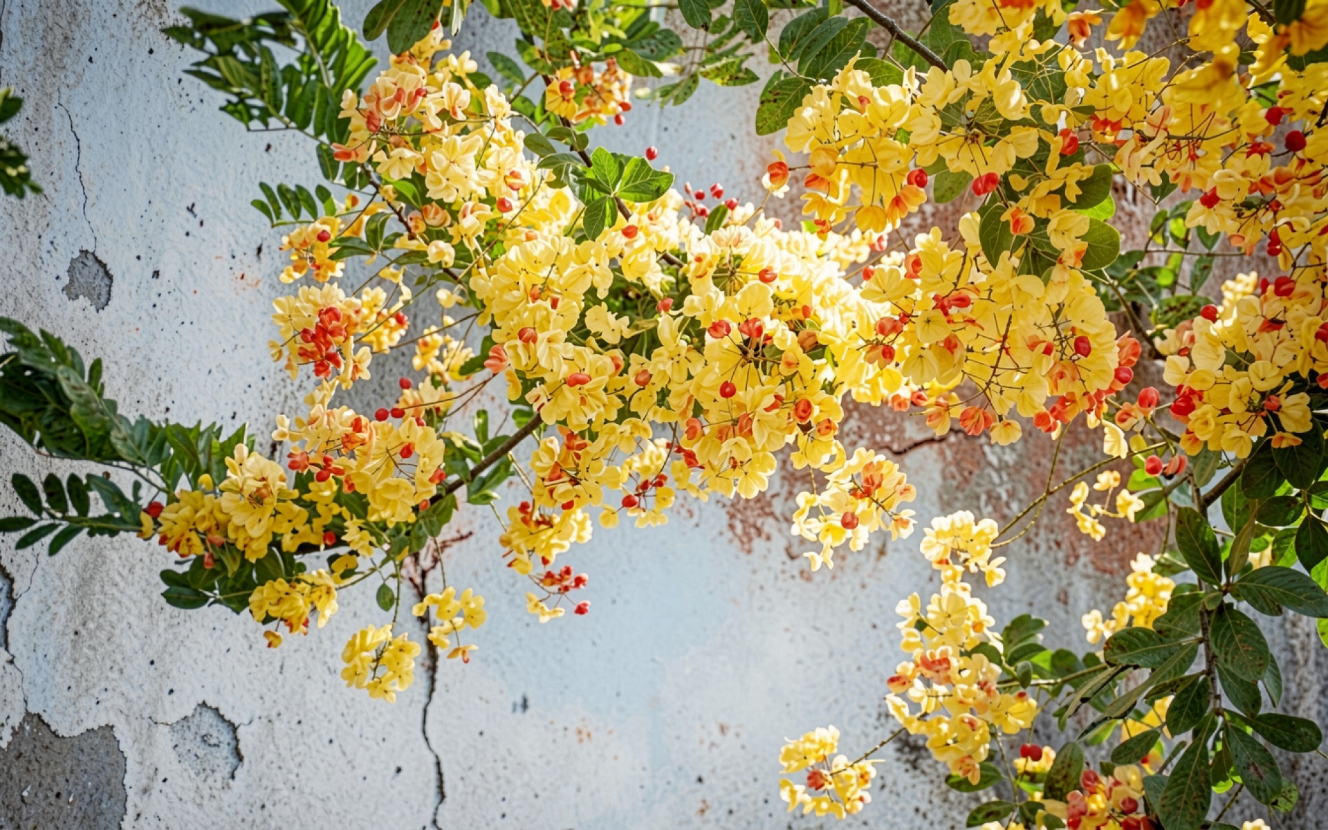 Желтые цветы мимозы на фоне серой стены