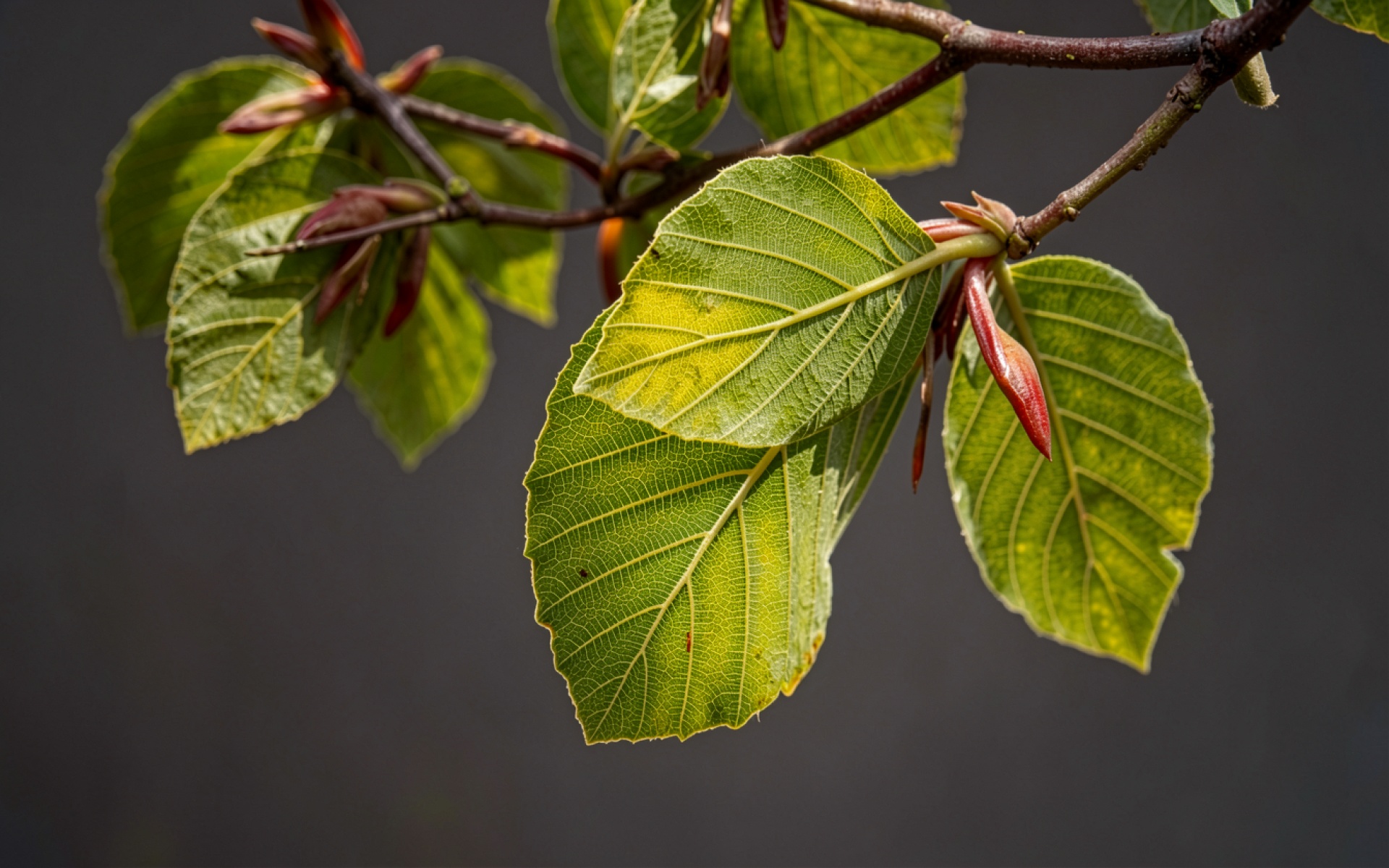 Зеленые листья бука на темном фоне