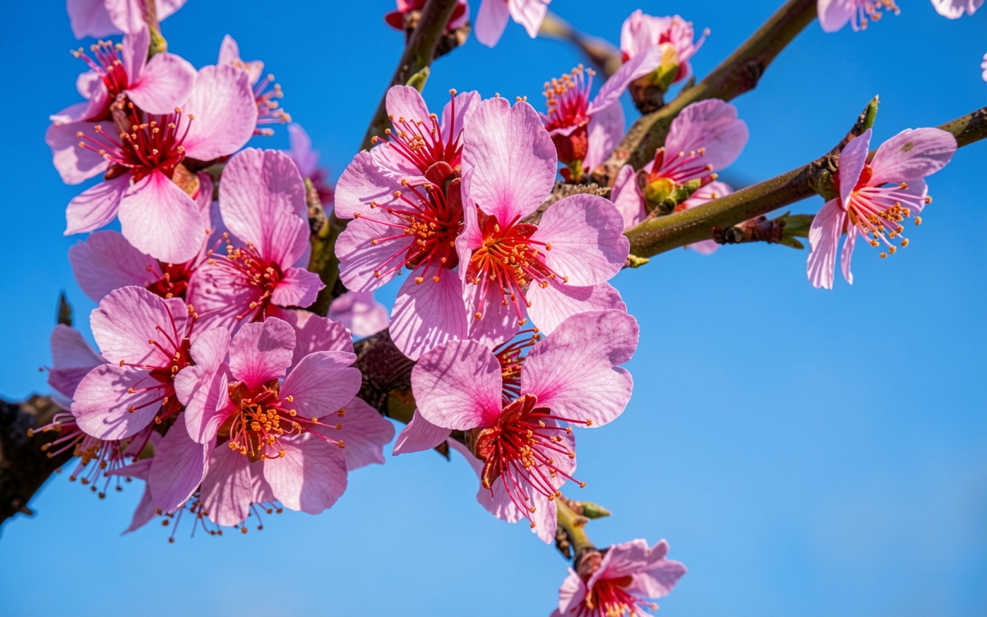 Розовые цветы миндаля на голубом фоне