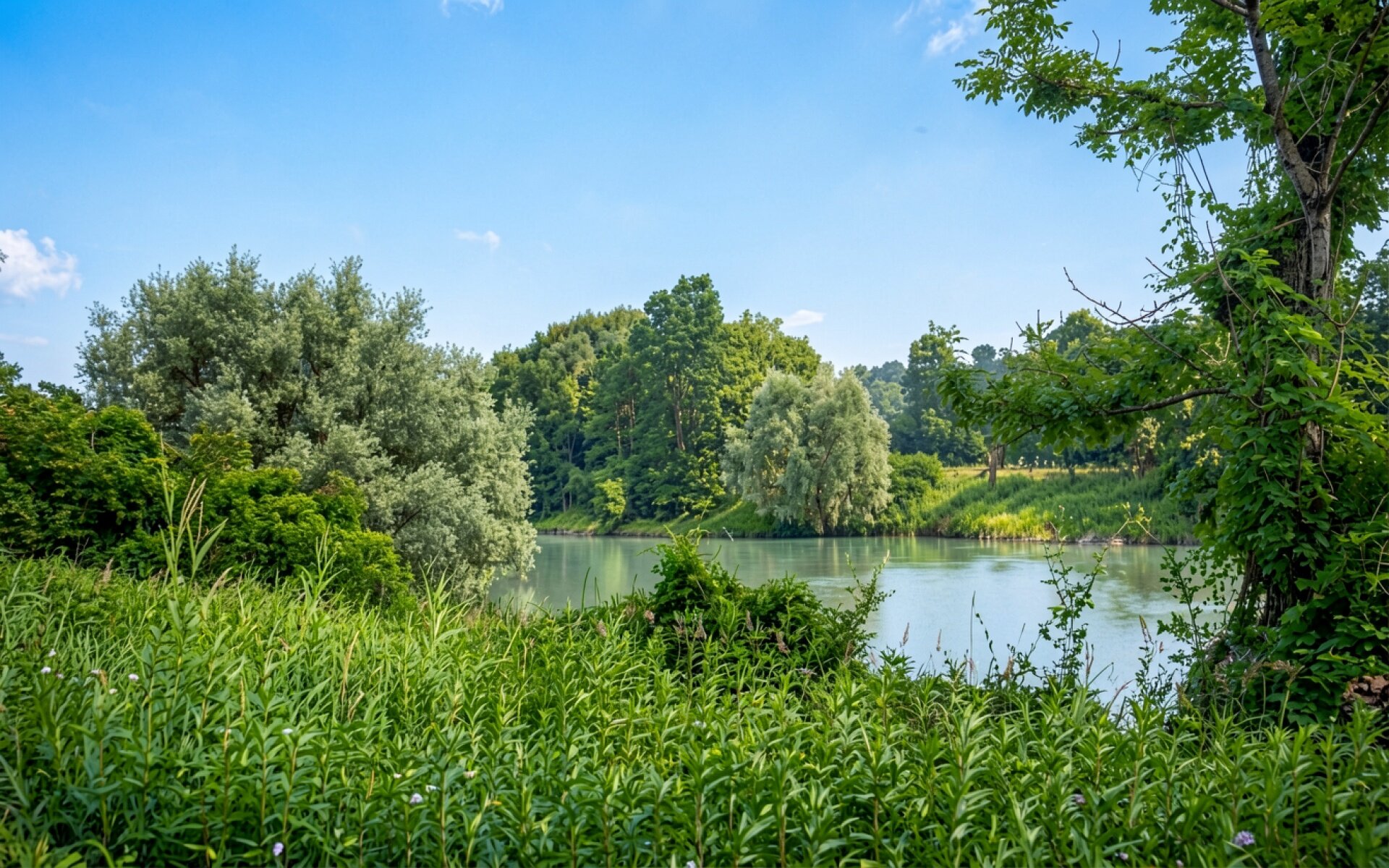 Летний пейзаж с рекой и зелеными деревьями