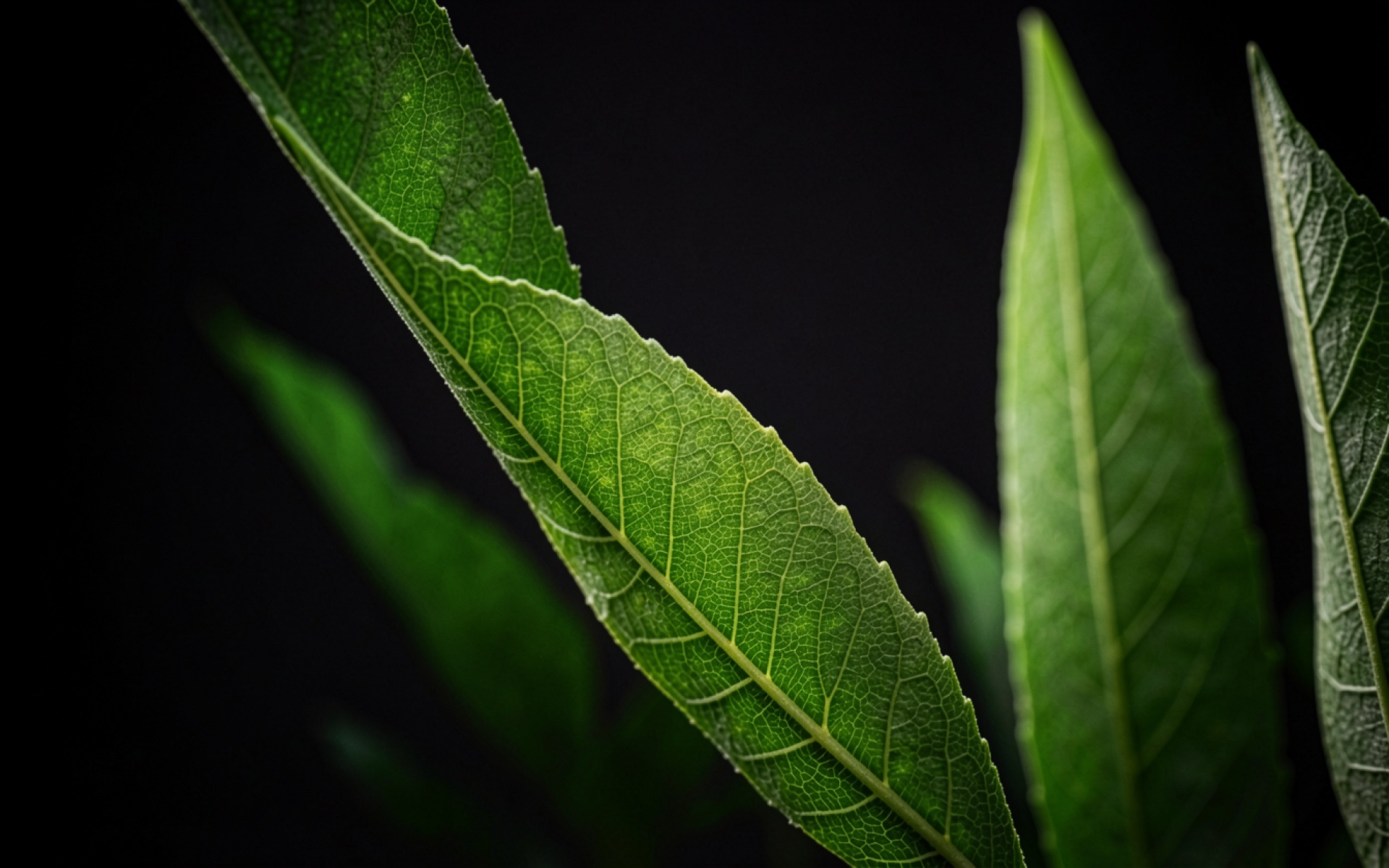 Зеленый лист растения на черном фоне