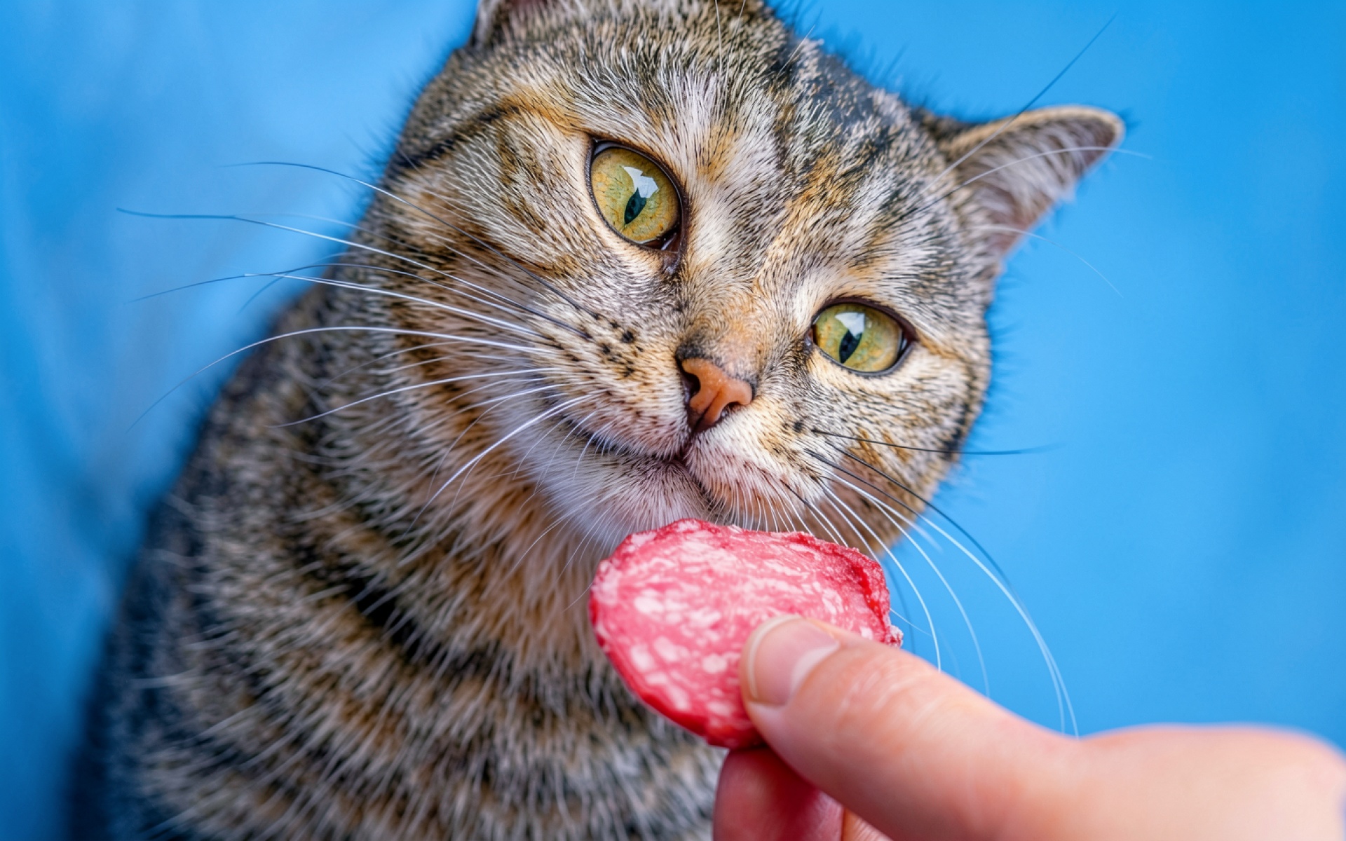 Полосатый кот с колбасой на синем фоне