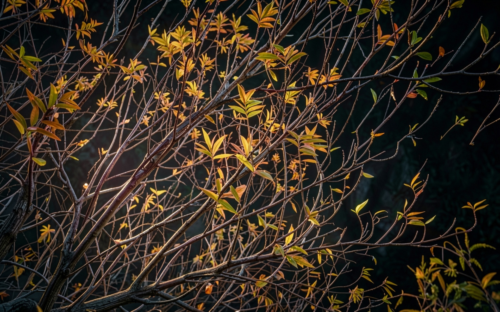 Осенние ветви с желтыми листьями в тени