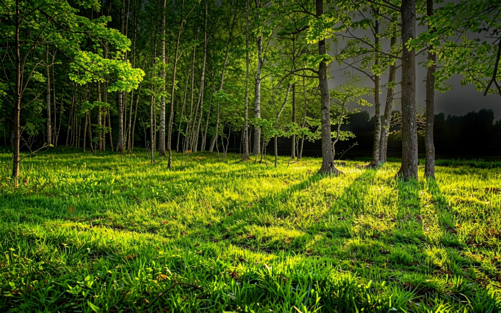 Солнечный свет в зеленом лиственном лесу