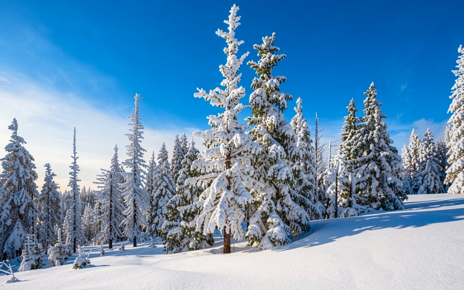 Заснеженные ели в зимнем лесу при ясном небе