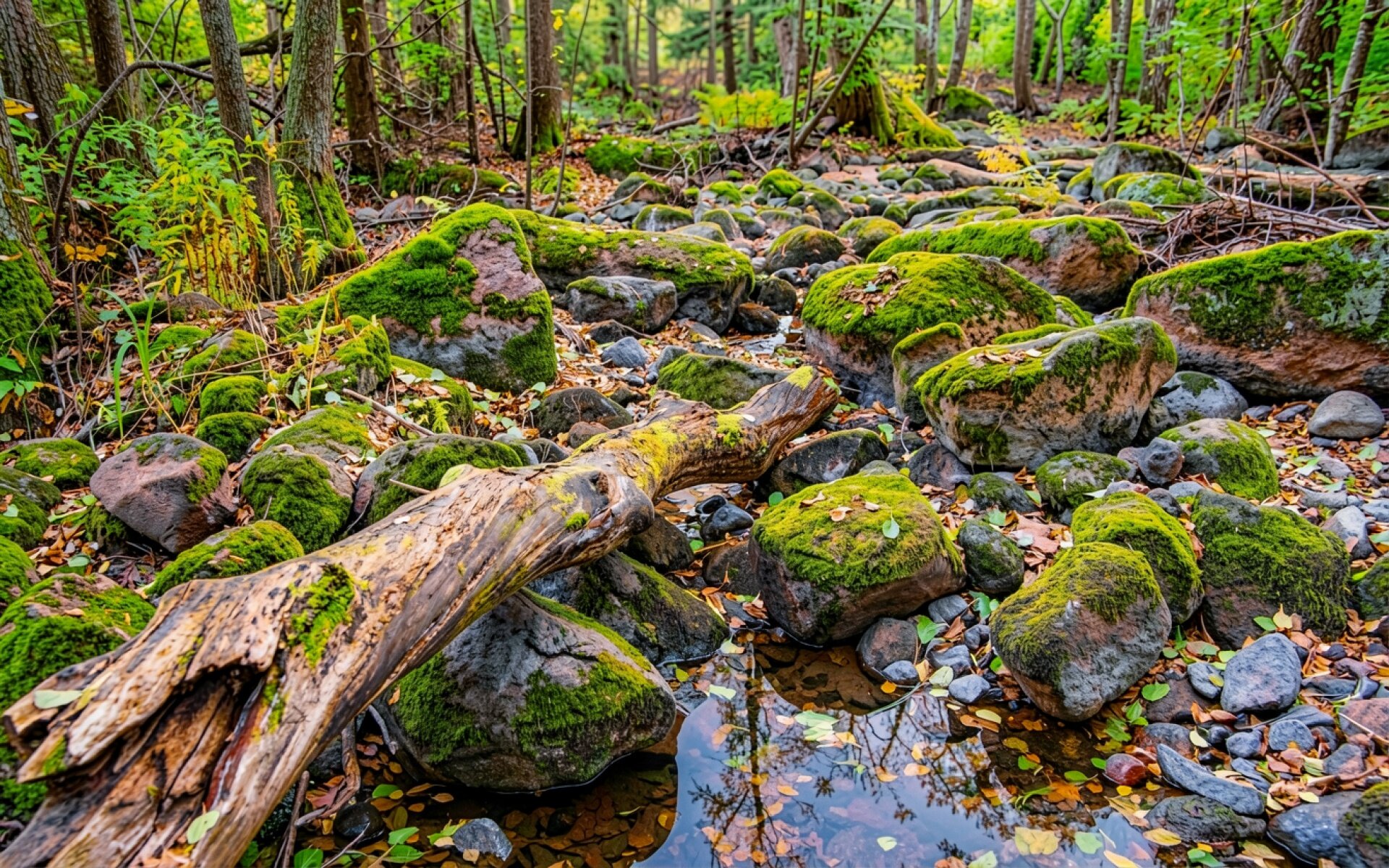 Поваленное дерево в лесу среди мшистых камней