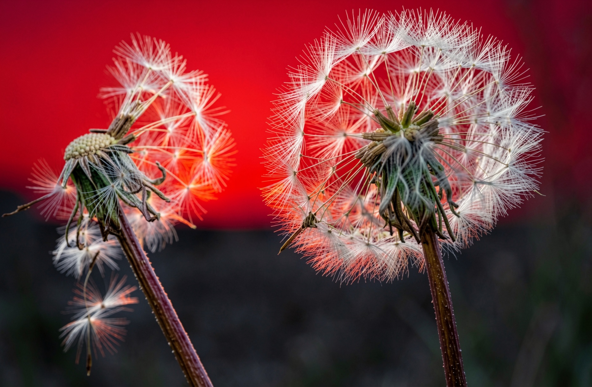 Одуванчики на фоне красного закатного неба