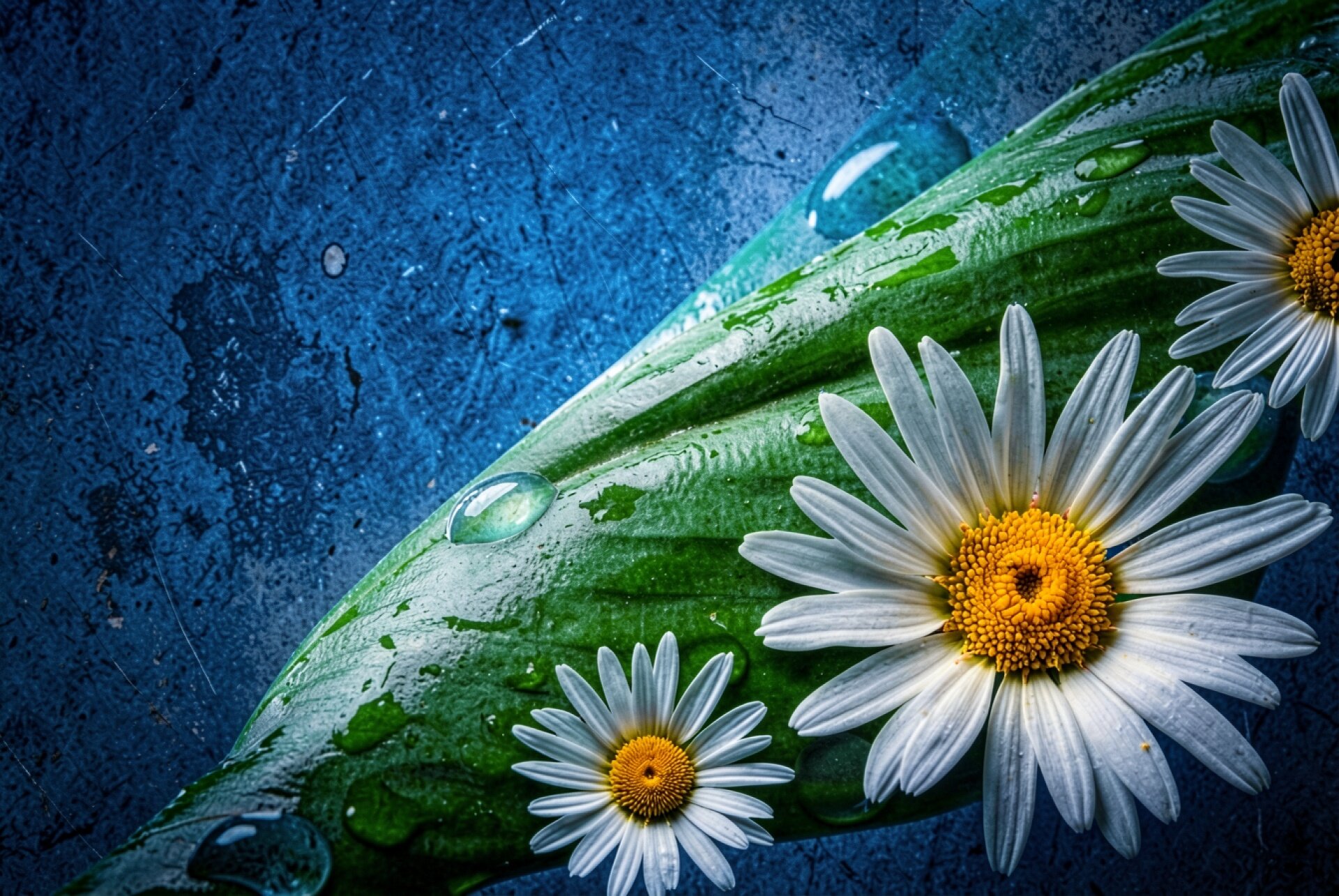 Белые ромашки на зеленом листе синий фон