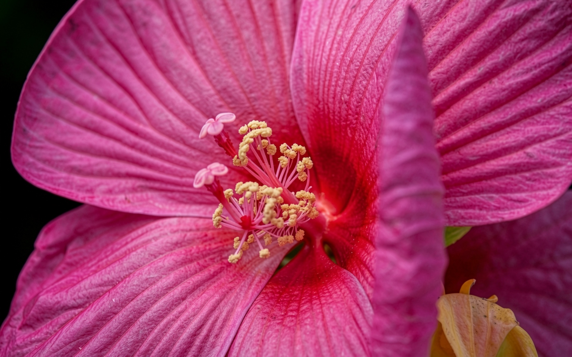 Розовый цветок гибискуса крупным планом макро