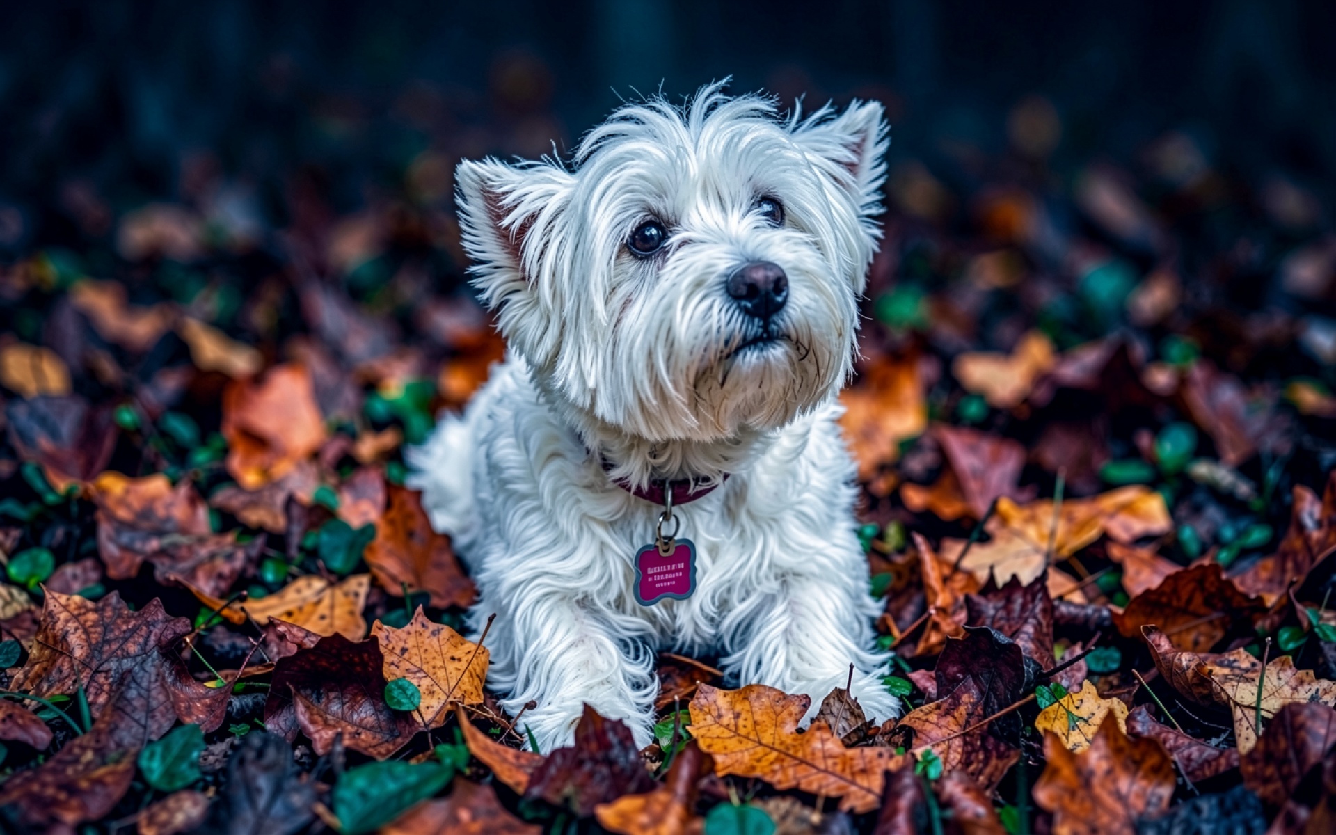 Белый терьер среди осенних рыжих листьев