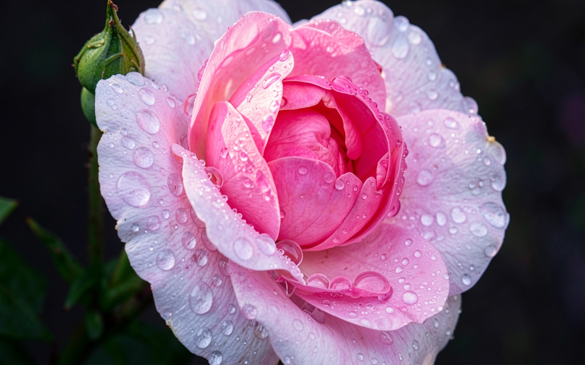 Розовая роза с каплями росы макро