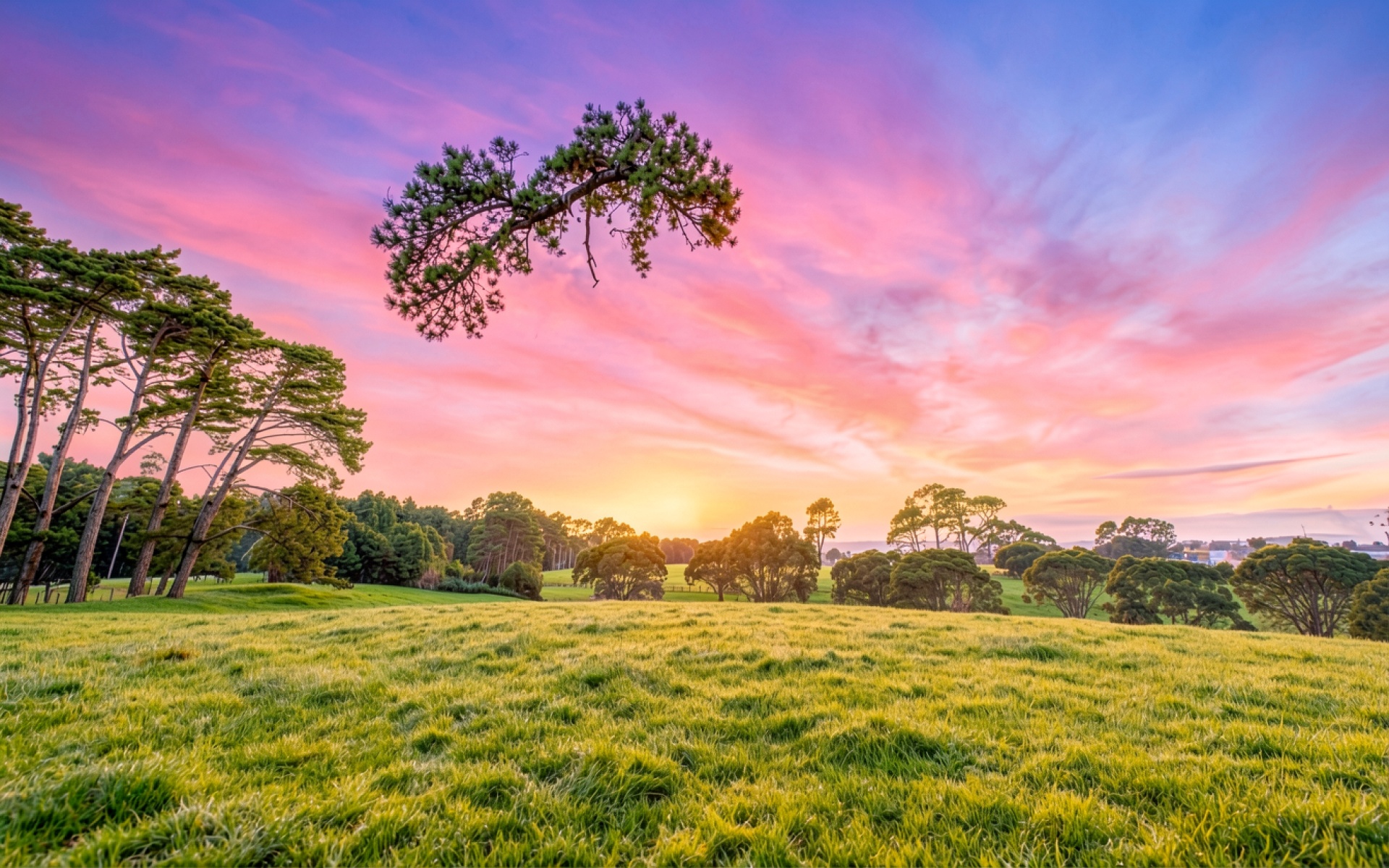 Одинокое дерево на зеленом лугу в закатном небе